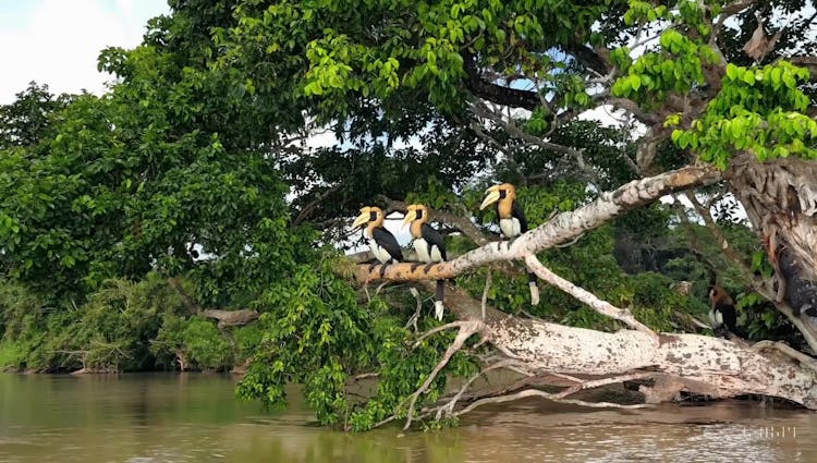 birds-over-river