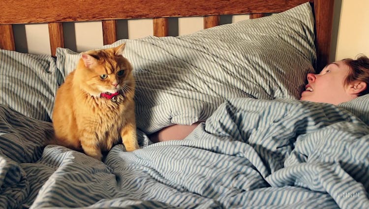 cat-on-bed