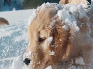 snow-dogs